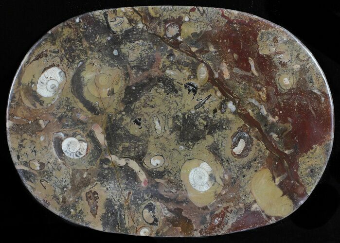 / Fossil Orthoceras & Goniatite Plate - Stoneware #58580